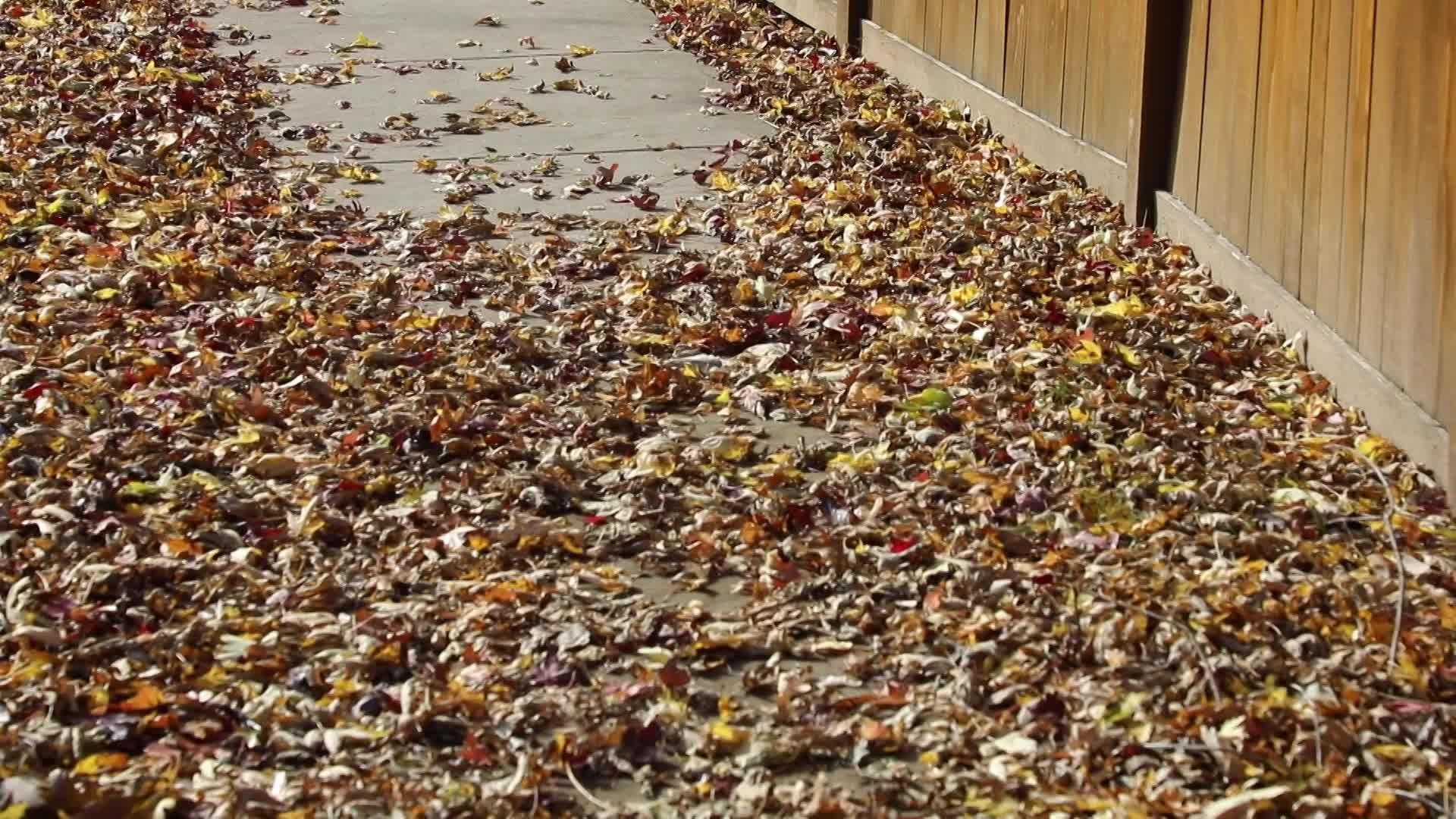 Thumbnail image for Fitchburg Leaf Free Streets Interview 11-1-22